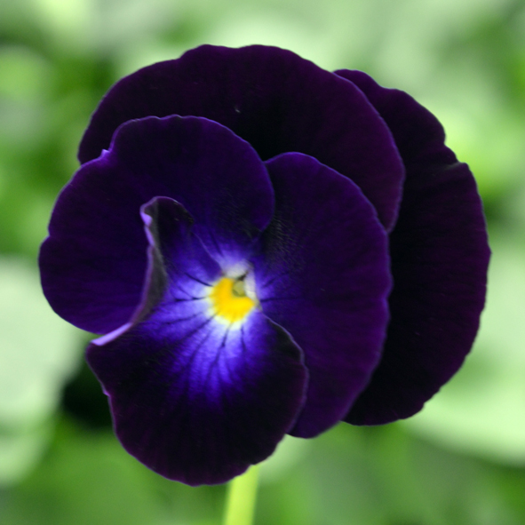 Victorian Viola Cuty